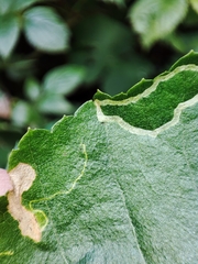 Agromyza alnibetulae