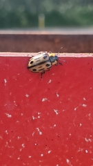 Chrysomela confluens