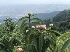 Hydrangea longifolia