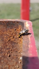 Chrysomela confluens