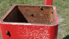 Chrysomela confluens