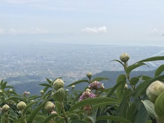Hydrangea longifolia