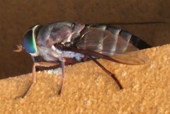 Tabanus americanus