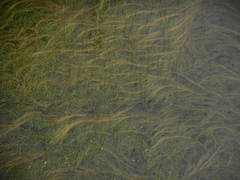 Schoenoplectus subterminalis