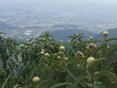 Hydrangea longifolia