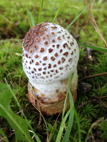 Amanita Mold
