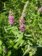 Lythrum salicaria