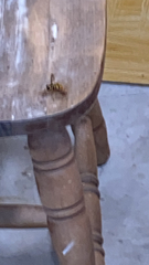 Milesia virginiensis