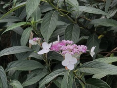 Hydrangea longifolia