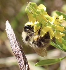 Bombus humilis