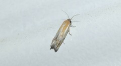 Eucosma pallidarcis