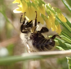 Bombus humilis
