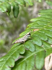 Melanoplus keeleri