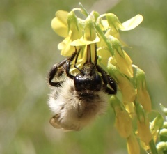 Bombus humilis