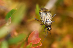 Deraeocoris annulipes
