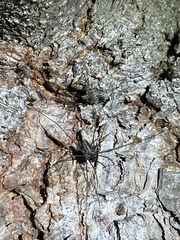 Platybunus bucephalus