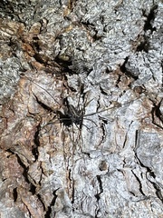 Platybunus bucephalus