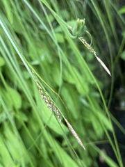 Carex misera