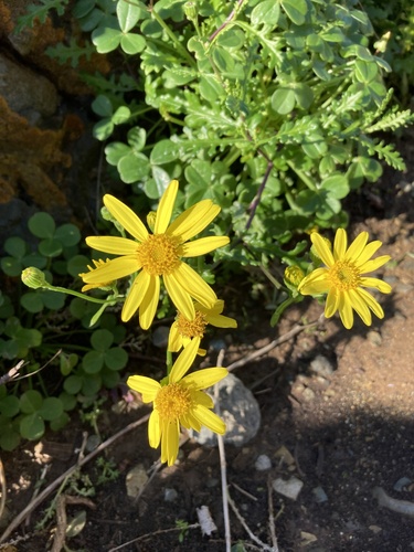Senecio cerberoanus