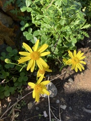 Senecio cerberoanus