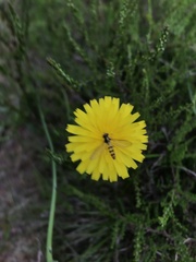 Meliscaeva cinctella