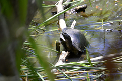 Trachemys stejnegeri