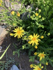 Senecio cerberoanus