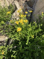 Senecio cerberoanus