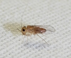Hemipsocus chloroticus
