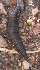 Hydrophilus