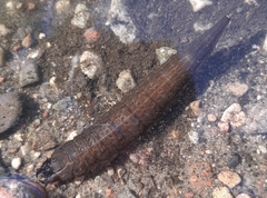 Hydrophilus
