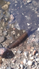 Hydrophilus