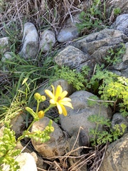 Senecio cerberoanus