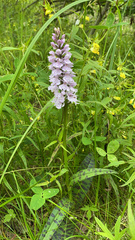 Dactylorhiza maculata