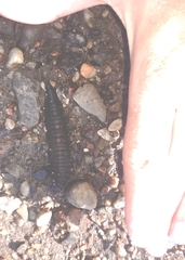 Hydrophilus