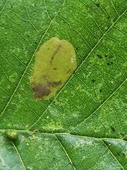 Phyllonorycter stettinensis