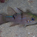 Threespot Cardinalfish - Photo (c) Mark Rosenstein, some rights reserved (CC BY-NC)
