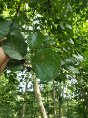 Phyllonorycter stettinensis