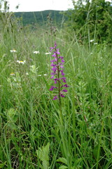 Anacamptis palustris elegans