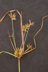 Cyperus retroflexus