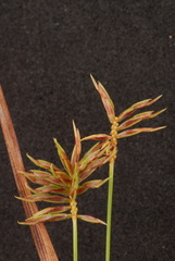 Cyperus retroflexus