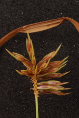 Cyperus retroflexus