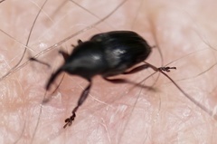 Odontocorynus umbellae