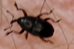 Odontocorynus umbellae