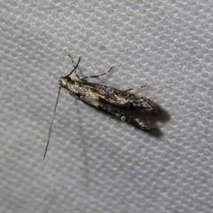 Blastodacna atra
