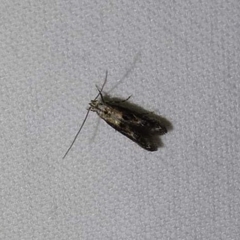 Blastodacna atra