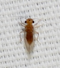Hemipsocus chloroticus