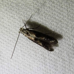 Blastodacna atra