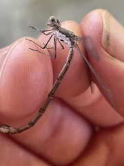 Lestes congener