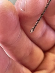 Lestes congener